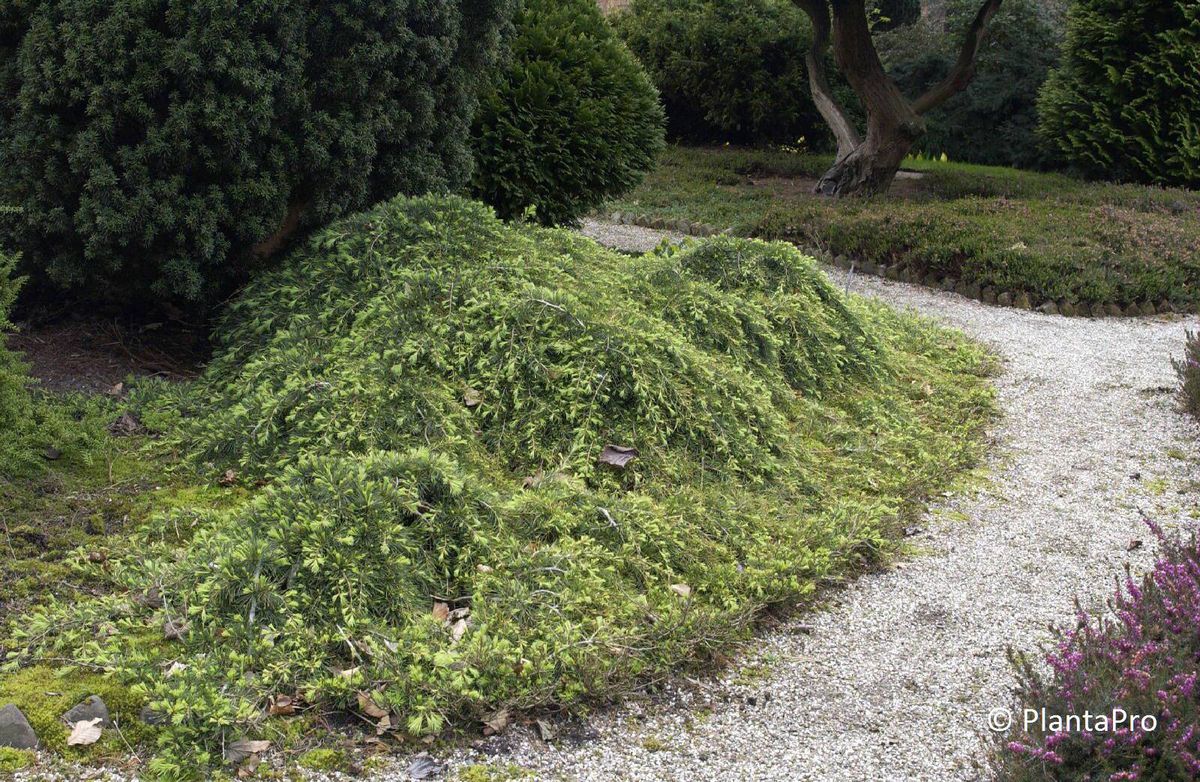 Cedrus libani 'Sargentii'
